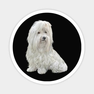 Coton de Tulear - just the dog Magnet